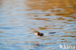 White-winged Tern (Chlidonias leucopterus)