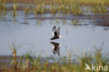 White-winged Tern (Chlidonias leucopterus)