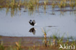 White-winged Tern (Chlidonias leucopterus)