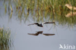 White-winged Tern (Chlidonias leucopterus)