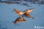 Krombekstrandloper (Calidris ferruginea)