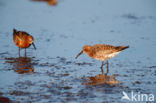 Curlew Sandpiper (Calidris ferruginea)