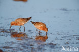 Krombekstrandloper (Calidris ferruginea)