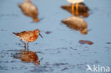 Curlew Sandpiper (Calidris ferruginea)