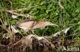 Little Bittern (Ixobrychus minutus)