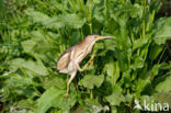 Little Bittern (Ixobrychus minutus)