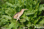 Little Bittern (Ixobrychus minutus)