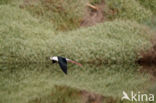 Steltkluut (Himantopus himantopus)