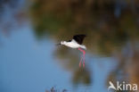 Steltkluut (Himantopus himantopus)