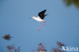 Steltkluut (Himantopus himantopus)