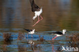 Steltkluut (Himantopus himantopus)