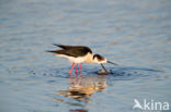 Black-winged Stilt (Himantopus himantopus)