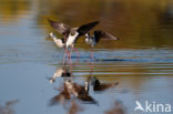 Steltkluut (Himantopus himantopus)