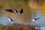 Steltkluut (Himantopus himantopus)