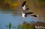 Steltkluut (Himantopus himantopus)