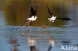 Steltkluut (Himantopus himantopus)