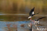 Steltkluut (Himantopus himantopus)