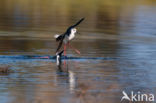 Steltkluut (Himantopus himantopus)