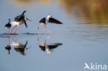 Steltkluut (Himantopus himantopus)