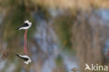 Steltkluut (Himantopus himantopus)