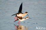 Black-winged Stilt (Himantopus himantopus)