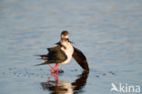 Steltkluut (Himantopus himantopus)