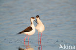 Black-winged Stilt (Himantopus himantopus)