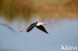 Steltkluut (Himantopus himantopus)