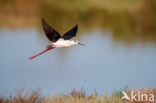 Steltkluut (Himantopus himantopus)