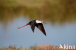 Steltkluut (Himantopus himantopus)