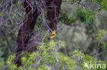 Eurasian Golden-Oriole (Oriolus oriolus)