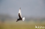 White-winged Tern (Chlidonias leucopterus)