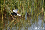 White-winged Tern (Chlidonias leucopterus)