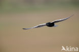 White-winged Tern (Chlidonias leucopterus)