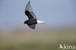 White-winged Tern (Chlidonias leucopterus)