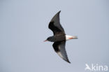 White-winged Tern (Chlidonias leucopterus)