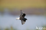 White-winged Tern (Chlidonias leucopterus)