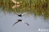 White-winged Tern (Chlidonias leucopterus)