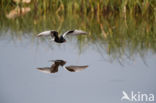 White-winged Tern (Chlidonias leucopterus)