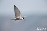 Whiskered Tern (Chlidonias hybridus)