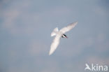 Whiskered Tern (Chlidonias hybridus)