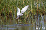 Whiskered Tern (Chlidonias hybridus)