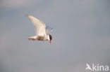 Whiskered Tern (Chlidonias hybridus)