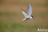 Whiskered Tern (Chlidonias hybridus)