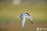 Whiskered Tern (Chlidonias hybridus)