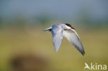 Whiskered Tern (Chlidonias hybridus)