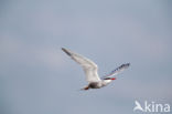 Whiskered Tern (Chlidonias hybridus)