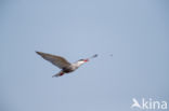 Whiskered Tern (Chlidonias hybridus)