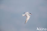 Whiskered Tern (Chlidonias hybridus)