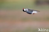 Whiskered Tern (Chlidonias hybridus)